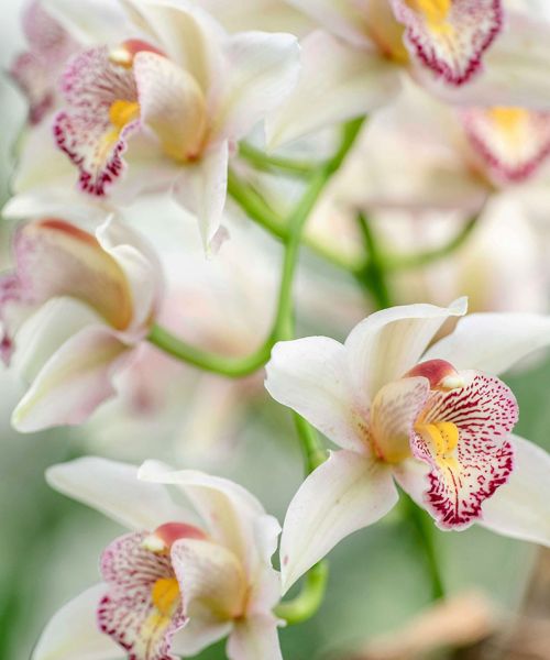 jeune-geneve-se-reposer-jeunant-guerir-microbiote-intermittent-nutrition-sonotherapie-diete-alimentation-jeuner-mediation-yoga-sejours-bains-sonores-spa-etude-chuv-randonnee