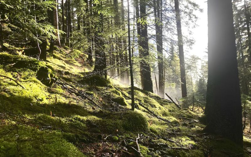 jeune-geneve-se-reposer-jeunant-guerir-microbiote-intermittent-nutrition-sonotherapie-diete-alimentation-jeuner-mediation-yoga-sejours-bains-sonores-spa-etude-chuv-randonnee
