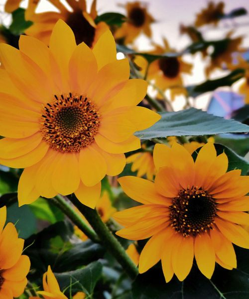 jeune-geneve-se-reposer-jeunant-guerir-microbiote-intermittent-nutrition-sonotherapie-diete-alimentation-jeuner-mediation-yoga-sejours-bains-sonores-spa-etude-chuv-randonnee